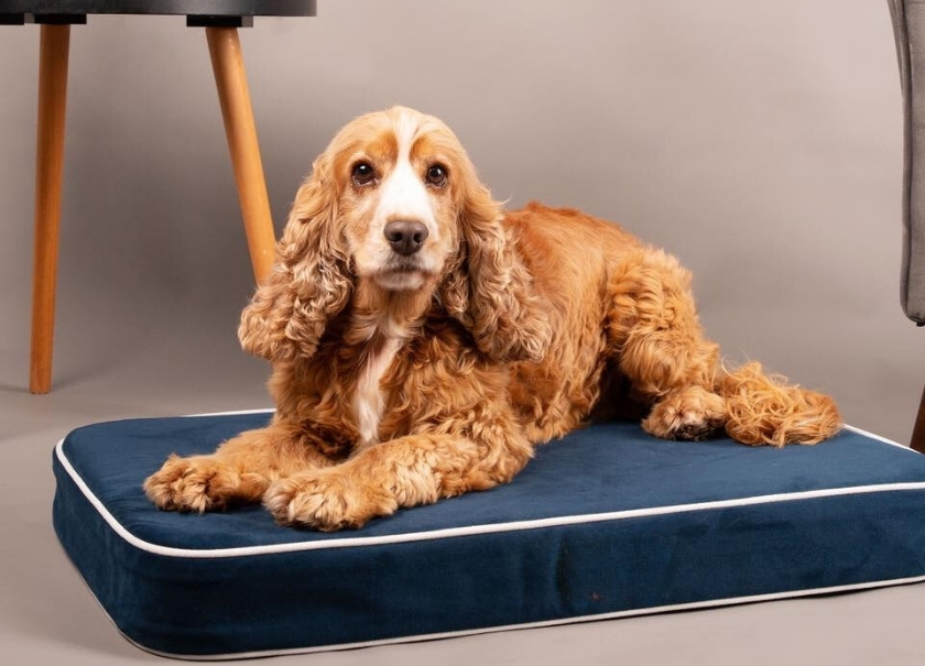 Matelas pour Chiens