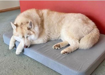 Matelas en mousse pour chien