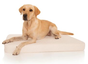 Matelas viscoélastique pour chien