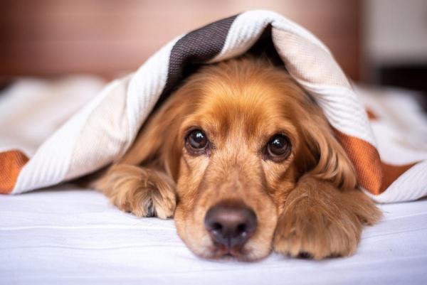 Est-il nécessaire d'acheter un lit pour chien ?